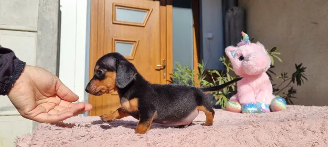 Dachshund - Tappancs