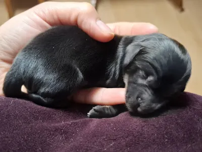 Dachshund - Ballentines