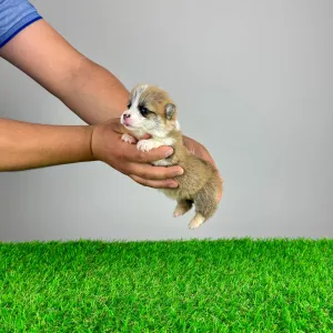 Pembroke Welsh Corgi - Prissy