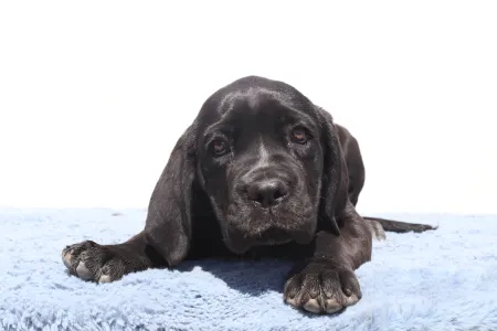 Cane Corso - Cora