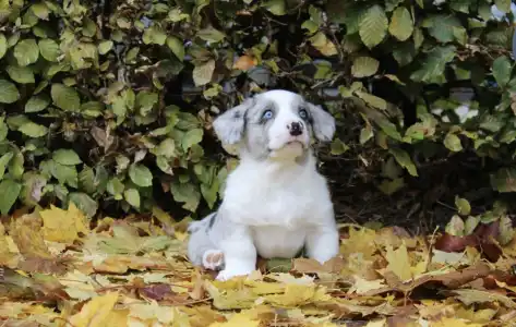 Вельш-корги кардиган - Augustus Ebonit Exclusive