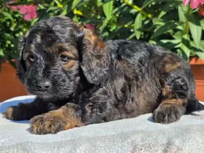 Cavapoo - Anakin