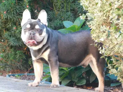 French Bulldog - Spot