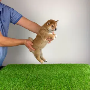 Shiba - Luigi