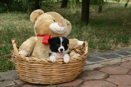Border Collie - Dazzling Borders Beautiful Addiction
