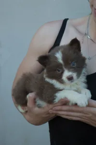 Border Collie - Fekete Nyakörv/ Barna Kan
