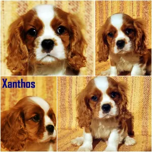 Kavalír King Charles španěl - Xanthos