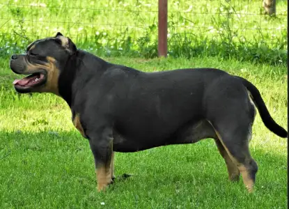 American Bully - Pocket - Ghostface Fighters Kennel