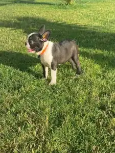 Boston Terrier - Carlito