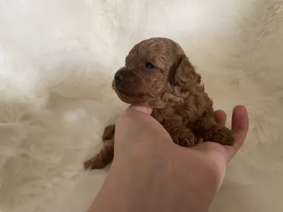 Poodle Miniature - Pandora