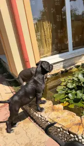 Cane Corso - Tatjana