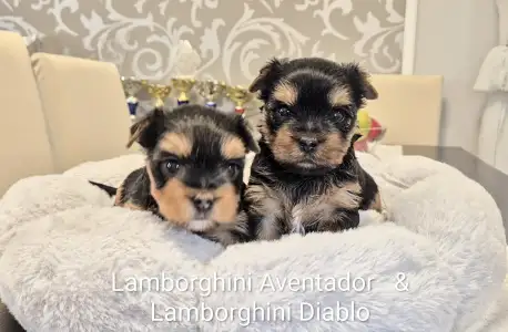 Yorkshire Terrier - Lamborghini Aventador