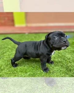 l'American Bully - Standard - Marionberry