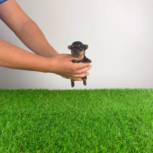 Yorkshire Terrier - Henky