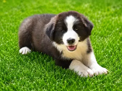 Border Collie - Dj Fmg