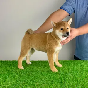 Shiba - Icon