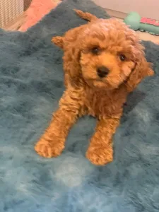 Caniche Nain - Pudel Miniature F