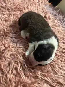 Border Collie - Seal Fehér Szuka
