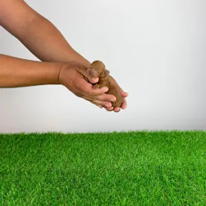 Poodle Toy - Zisco