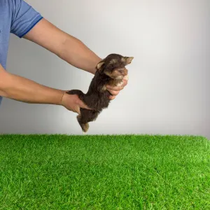 Yorkshire Terrier - Livius