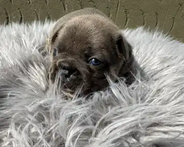 Francuski buldog - Jamie