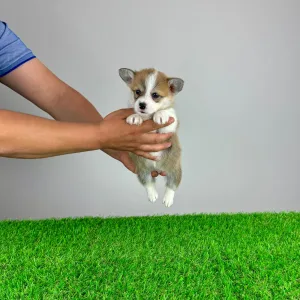 Corgi galez Pembroke - Penny