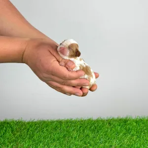 Cavalier King Charles Spaniel - Kyrill