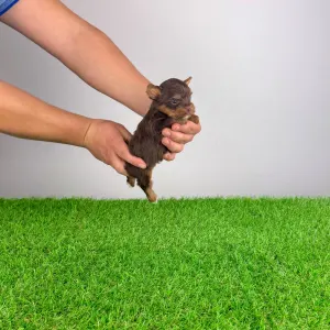 Yorkshire Terrier - Landro