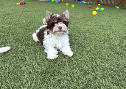 Biewer Terrier - Oreo 