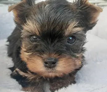 Yorkshire Terrier - Sheldon