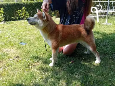 Shiba - Beauty Of The East Aiko