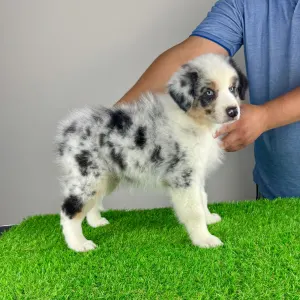 Australian Shepherd - Talizman