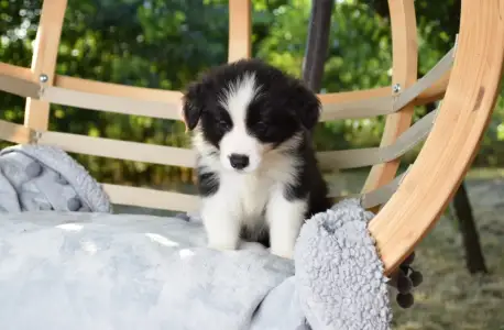 Border Collie - Dazzling Borders Alexander The Moonlight Dancer