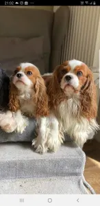 Cavalier King Charles Spaniel - Redstone Cavalier