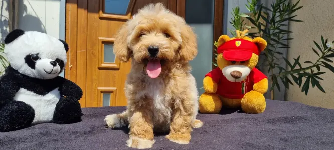 Cavapoo - Enzó
