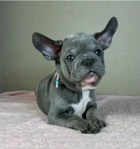 French Bulldog - Oliver