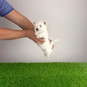 West Highland White Terrier - Holly