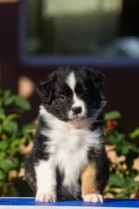 Owczarek astralijski aussie - Winstead New Beginnings Ahead