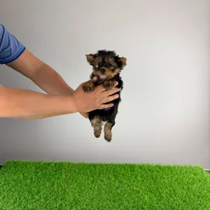 Yorkshire Terrier - Riffraff