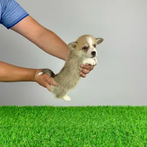 Corgi galez Pembroke - Scout