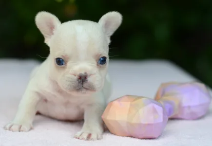 French Bulldog - Elke