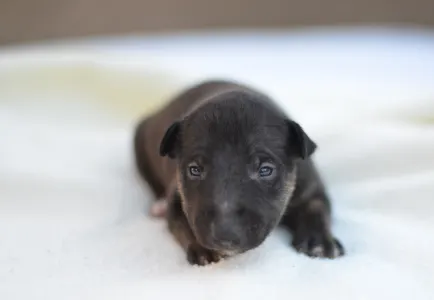 Miniature Bullterrier - Jasper