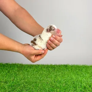 Australian Shepherd - Docki