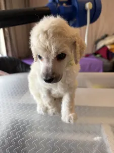 Střední pudl - White Boy