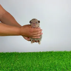 Chihuahua - Hella