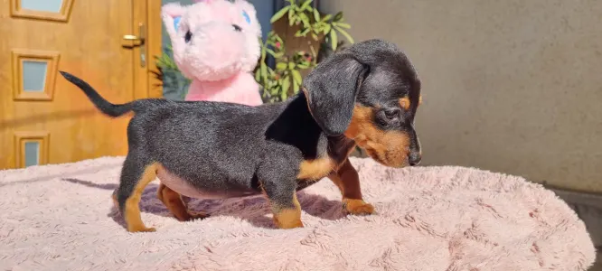 Dachshund - Tappancs