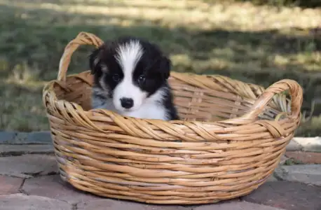 Border Collie - Dazzling Borders Alexander The Moonlight Dancer