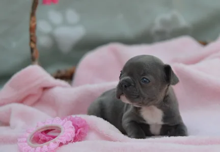 Французский бульдог - Monique