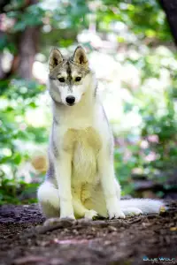 Husky de Sibérie - Saint Michael Island The Winner Takes It All