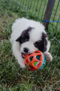 Landseer - Arlo